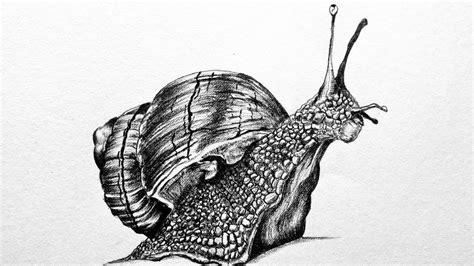 Drawing of Realistic snail with pencil shading ( Time lapse drawing of realistic snail ) - YouTube