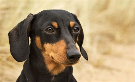 Weiner Dog Wallpaper (58+ images)