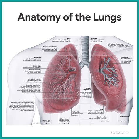 Respiratory System Anatomy and Physiology | Respiratory system anatomy, Respiratory system ...