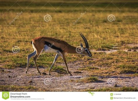 Herd Of Thompson Gazelle Royalty-Free Stock Photography | CartoonDealer ...