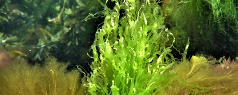 Valuable components of Ulva intestinalis: publication out now! – Sophie Steinhagen – Seaweed ...