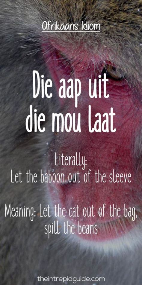 25 Hilarious Afrikaans Idioms That Should Exist in English | Afrikaans, Afrikaans quotes ...