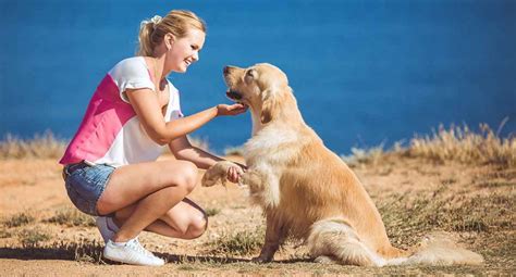 Golden Retriever Training Tips: 11 Great Ideas To Help You Train Your Dog