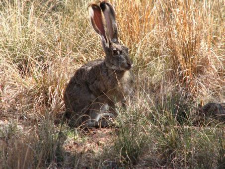 Free Images : nature, grass, prairie, wildlife, mammal, fauna, hare, vertebrate, domestic rabbit ...