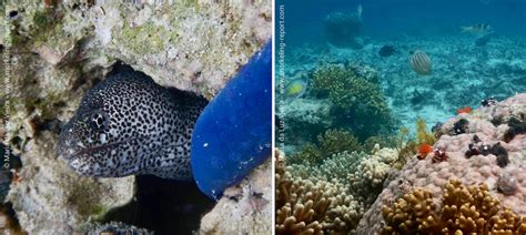 Snorkeling Solomon Islands | A Guide to the Best Spots | Snorkeling Report