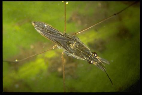 Water Striders - Field Guide to Common Texas Insects