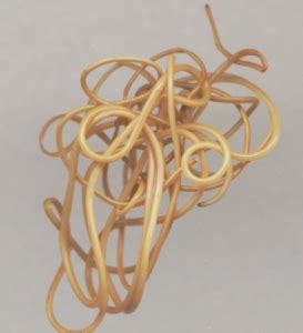 Horsehair Worms (cabbagehair, gordiid or gordian worm) | Oklahoma State University