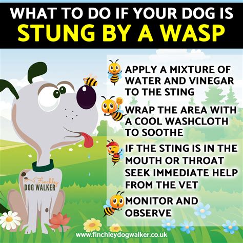 What to do when a wasp or bee stings your dog - Finchley Dog Walker