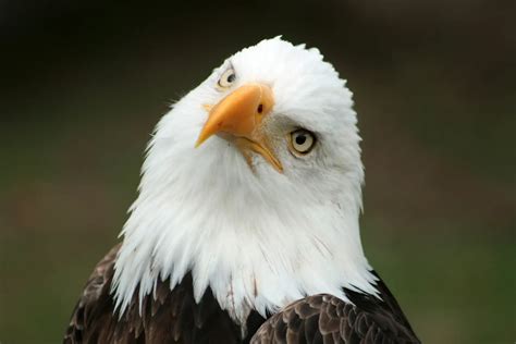 Curious Bald Eagle | The Express Newspaper – The Only Weekly Paid ...