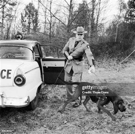 65 Bloodhound Police Dog Stock Photos, High-Res Pictures, and Images ...