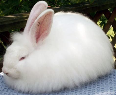 French Angora rabbit | petmapz by Dr. Katz, Your veterinarian endorsed ...