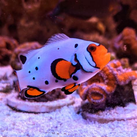 Cute Clownfish Appreciation | Page 3 | REEF2REEF Saltwater and Reef Aquarium Forum