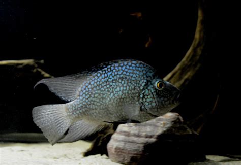 Texas Cichlid: Unveiling Its Stunning Colors and Patterns