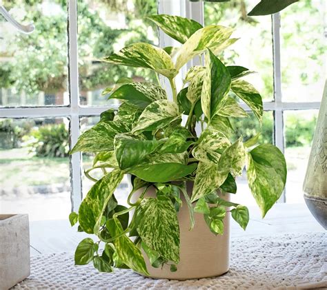 Cottage Farms Marble Queen Pothos Live Plant w/ Planter - QVC.com