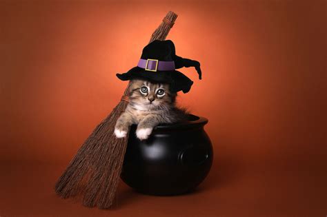 Halloween 2022: How to keep your pets safe