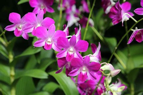 Dendrobium Orchids: Types, How To Grow and Care | Florgeous