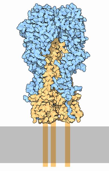 Hemagglutinin - wikidoc