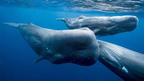 Vomit of whale worth ₹2.6 crore seized in Mumbai. More about pricey ...