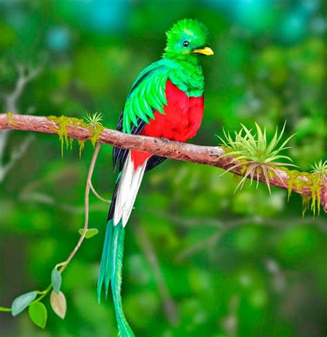 SIMBOLOS PATRIOS DE GUATEMALA: EL QUETZAL