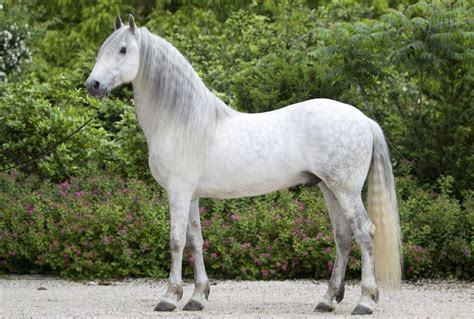 Pura Raza Espanola | Horses, Horse world, Andalusian horse