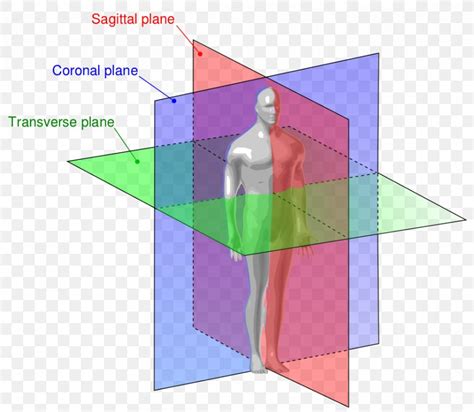 Anatomy Sagittal Plane Anatomical Terms Of Location Coronal Plane, PNG ...