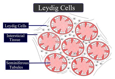 Assertion: The regions outside the seminiferous tubules are called ...