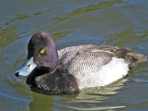 Lesser Scaup_male | Seen at Dawson Creek on a sunny Winter M… | Richard Griffin | Flickr