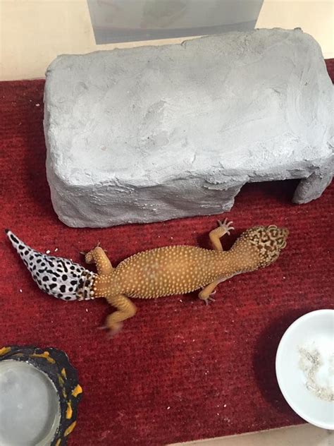 Leopard gecko and a cement hide | Leopard gecko, Gecko, Leopard gecko hides