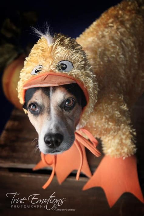 Duck Halloween Pet Costume... | Pet halloween costumes, Pet costumes ...