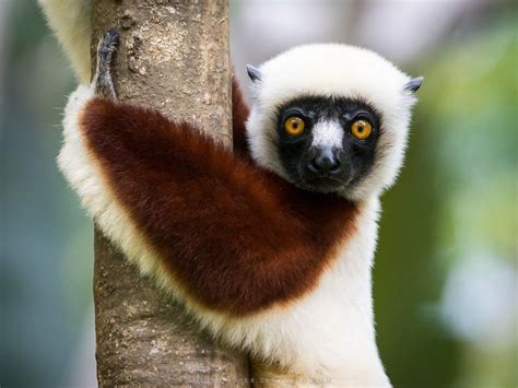 Madagascar: A Budget Travel Guide to the Land of Lemurs - The Battuta