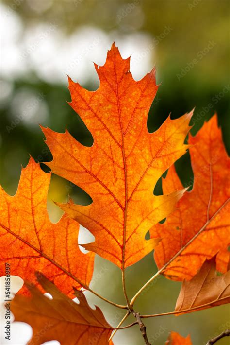 Red leaves of Northern red oak (Quercus rubra) in the autumn. Red oak ...