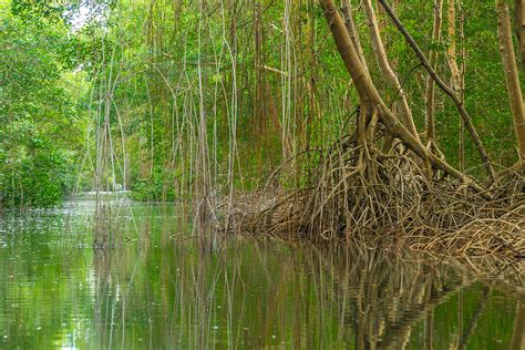 Caribbean, Trinidad. Caroni Swamp scenic – License image – 71414025 lookphotos