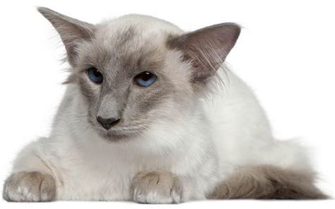 A Complete Guide To Balinese Cats