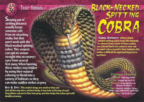 Black-Necked Spitting Cobra - Wierd N'wild Creatures Wiki