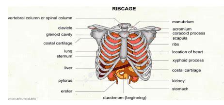 Pain under Right Rib Cage