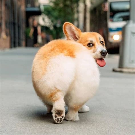 a small brown and white dog walking across a street