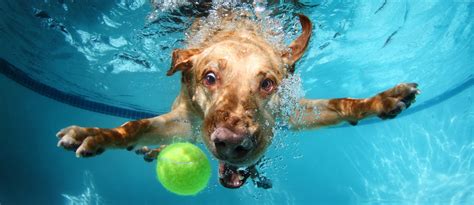 #Labrador cute animals #funny #underwater #dog #5K #wallpaper #hdwallpaper #desktop | Dog ...