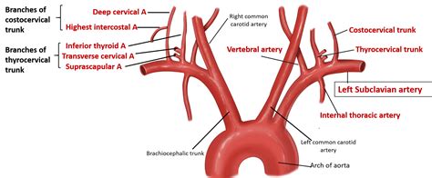 Subclavian Artery – Anatomy QA