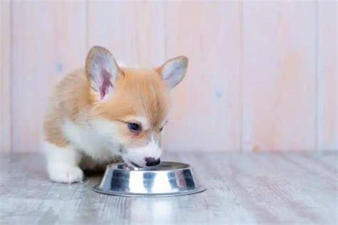 How Often Do Corgis Eat? Are Corgis Always Hungry? - Corgi Care