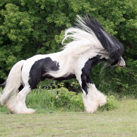 Gypsy vanner - Gypsy Vanner Horse