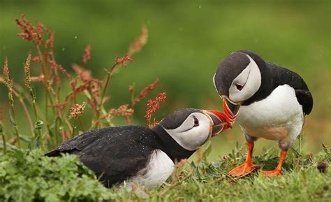 Puffins flock to Iceland between May and August every year to breed and raise their chicks. The ...