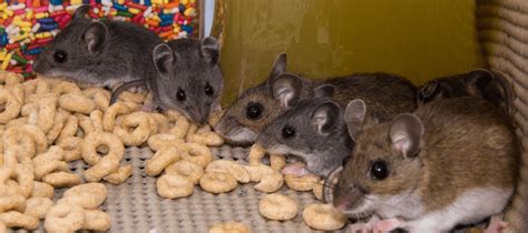 What Do House Mice Eat? | ABC Blog