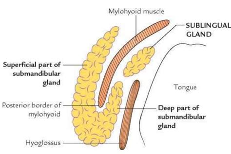 Submandibular gland: Parts, Relations, Nerve supply, Applied anatomy >