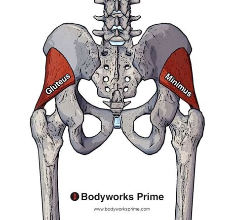 Gluteus Minimus Muscle Anatomy - Bodyworks Prime