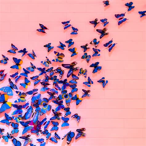 Blue butterfly Wallpaper 4K, Pink background, Wall, Decoration