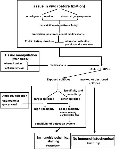 Immunohistochemistry, immunohistochemistry technique & clinical applications