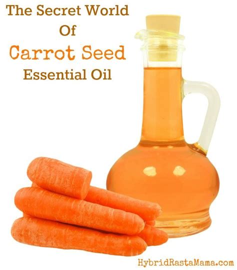 Carrot Seed Oil Benefits + A DIY Carrot Seed Oil Moisturizer | Essential oils herbs, Carrot seed ...