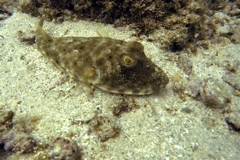 Pufferfish and Porcupine fish all over! - Dive Zihuatanejo