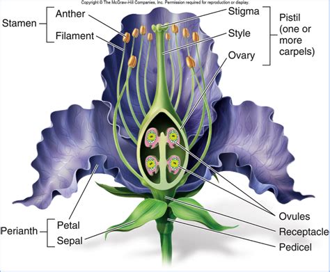 Angiosperms (Unit 4) Flashcards by ProProfs