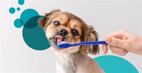 How to Brush a Dog's Teeth